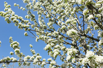 Beautiful blossoming cherry tree branches against blue sky
