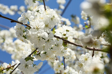 Blooming branch on blurred background. Closeup