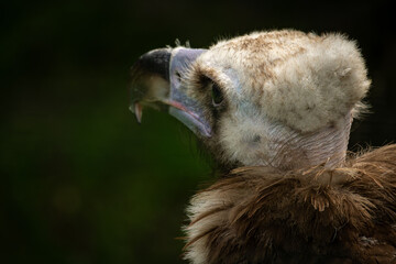 Vulture brown head detail with black background.