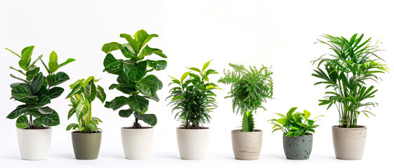 Obraz premium Potted Green Plants for Decor