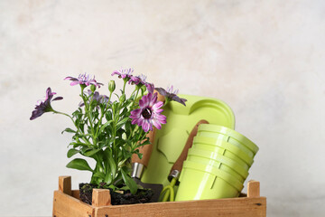 Composition with planting flowers and gardening tools in wooden basket on table against white...