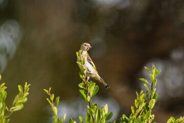 Jilguero (Carduelis Carduelis) posado en un arbusto