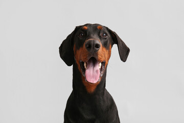 Cute Dobermann dog on light background, closeup