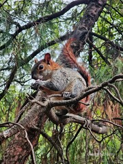 squirrel on tree
