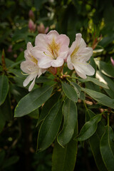 Pink bright rhododendron flowers on a tree.