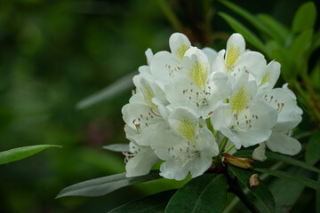 White rhododendron flowers on a tree.