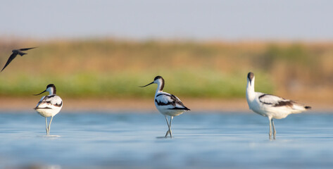 Pied Avocet (Recurvirostra avosetta) is a wetland bird found in suitable habitats in Asia, Europe, and Africa. It is common in the Tigris valley.