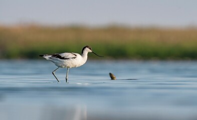 Pied Avocet (Recurvirostra avosetta) is a wetland bird found in suitable habitats in Asia, Europe, and Africa. It is common in the Tigris valley.