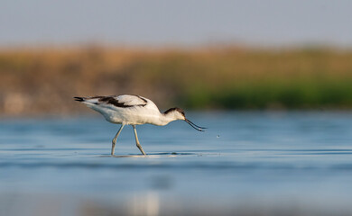 Pied Avocet (Recurvirostra avosetta) is a wetland bird found in suitable habitats in Asia, Europe,...