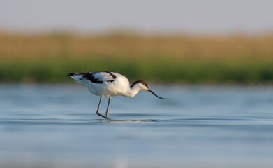 Pied Avocet (Recurvirostra avosetta) is a wetland bird found in suitable habitats in Asia, Europe,...