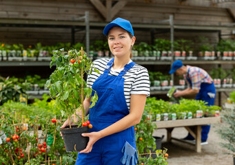 Girl employee of garden hypermarket holds pot of indoor decorative cherry tomatoes in hands. Plant...