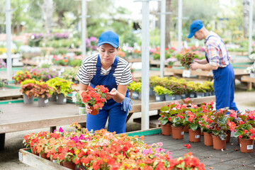 Focused young female horticulturist in blue overalls and cap attentively examining bright red blossoms of Impatiens Walleriana in pots at plant nursery