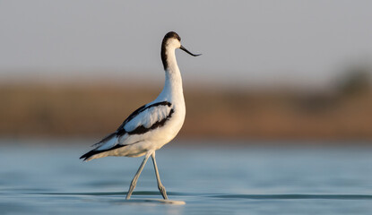 Pied Avocet (Recurvirostra avosetta) is a wetland bird found in suitable habitats in Asia, Europe, and Africa. It is common in the Tigris valley.