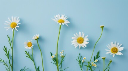 Daisy flowers emphasized against light blue backdrop