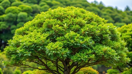 Fototapeta premium Diverse foliage of the evergreen broadleaf tree, Donn (Quercus acutissima), native to Gyeongsangnam-do