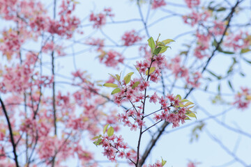 Prunus cerasoides Wild Himalayan Cherry pink flowers again blue sky at Phu Lom Lo Loei and Phitsanulok of Thailand