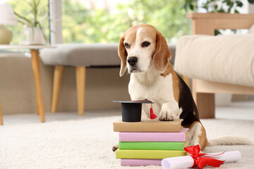 Cute beagle dog with diploma, mortar board and books sitting on carpet at home