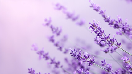 Naklejka premium lavender flowers background