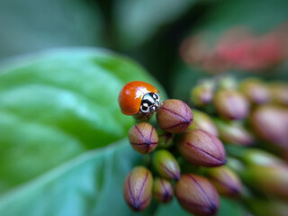 Red ladybug on flower buds. Blurred green leaves in the background.