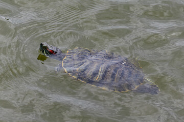 特定外来生物 ミシシッピアカミミガメ01