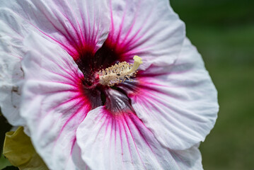 Hibiscus