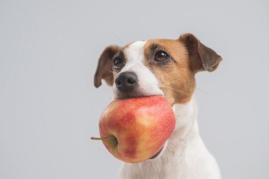 Portrait of a Jack Russell Terrier dog holding an apple on a white background. 