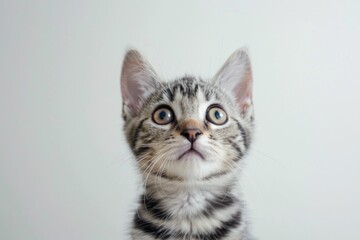 Surprised tabby kitten looking up with striped fur in cute animal portrait for pet lovers and cat enthusiasts