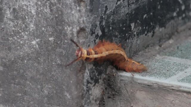 A beautiful yellow trabala vishnou Caterpillar crawls on the floor makes you skin goosebumps and allergy.