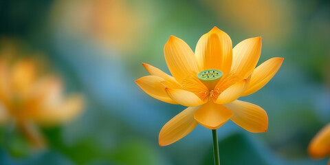 Obraz premium Close-up of a bright yellow lotus flower in full bloom with a blurred green background