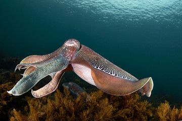 Australian Giant Cuttlefish