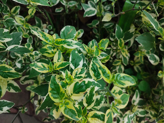 Full frame Asystasia gangetica in the garden.  Soft focus.  Nature background of rumput Israel. 