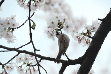 桜とスズメ