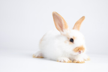 Healthy lovely baby bunny easter white rabbit on white background. Cute fluffy rabbit on white background Animal symbol of easter day festival.