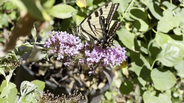Swallowtail butterfly on buddleia flower closeup