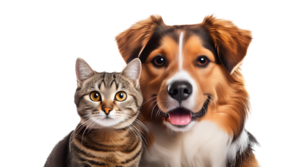 images of cats and dogs on a transparent background PNG file