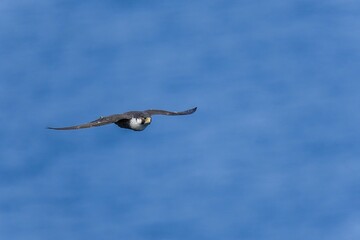 紺碧の日本海をバックに悠然と飛ぶハヤブサ成鳥