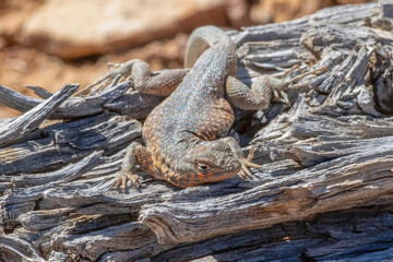 Side-blotched lizard on the Fremont Gorge Trail, Capitol Reef National Park, Utah 