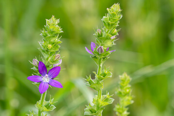 気品ある紫色が美しい野に咲くキキョウソウ