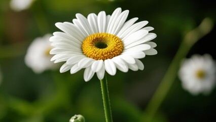 Fototapeta premium Blooming with joy A closeup of a white daisy with a vibrant yellow center