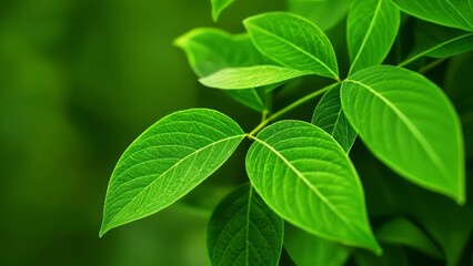 Fototapeta premium Vibrant Green Leaves in Focus