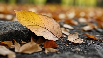  Autumns whispers on the ground