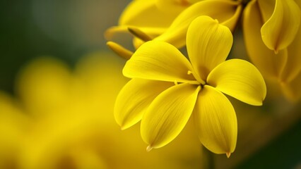Fototapeta premium Bright and Beautiful A Bunch of Yellow Flowers