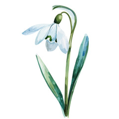 Watercolor painting of a Snowdrop flower, isolated on a white background, Snowdrop flower vector