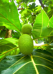 Fresh breadfruit growing on a tree with lush, green leaves. detailed textures of the fruit and foliage highlight the beauty of nature and agriculture in tropical environments.