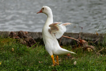 white goose on the shore