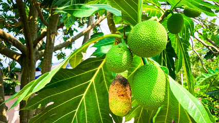 Fresh breadfruit growing on a tree with lush, green leaves. detailed textures of the fruit and foliage highlight the beauty of nature and agriculture in tropical environments.