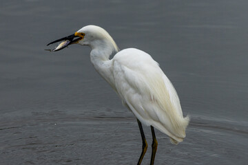 great white heron eating small fish