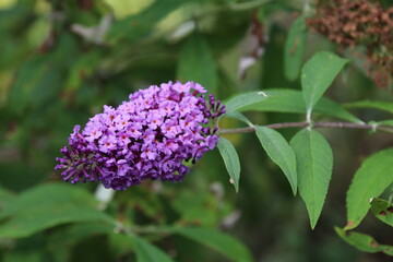 秋に咲く花。ブットレア。