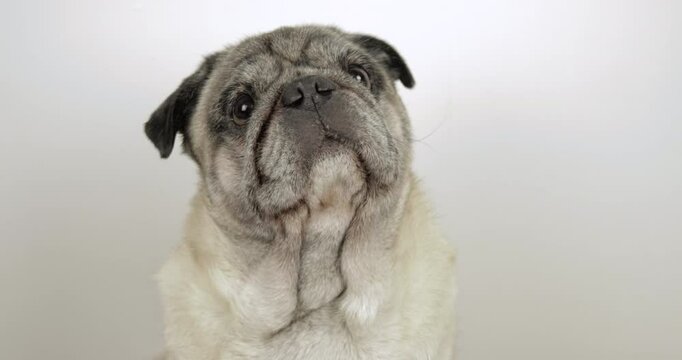 Pug 4K video in a close-up, front-facing shot, looking at its owner and moving its head side to side against a white background