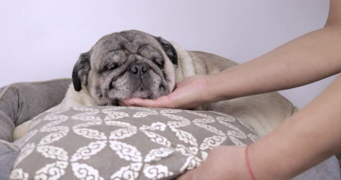 Pug 4K video of an apricot pug lying in its bed at home, as its owner places a cushion under its head for comfort and then pets it, in a close-up shot